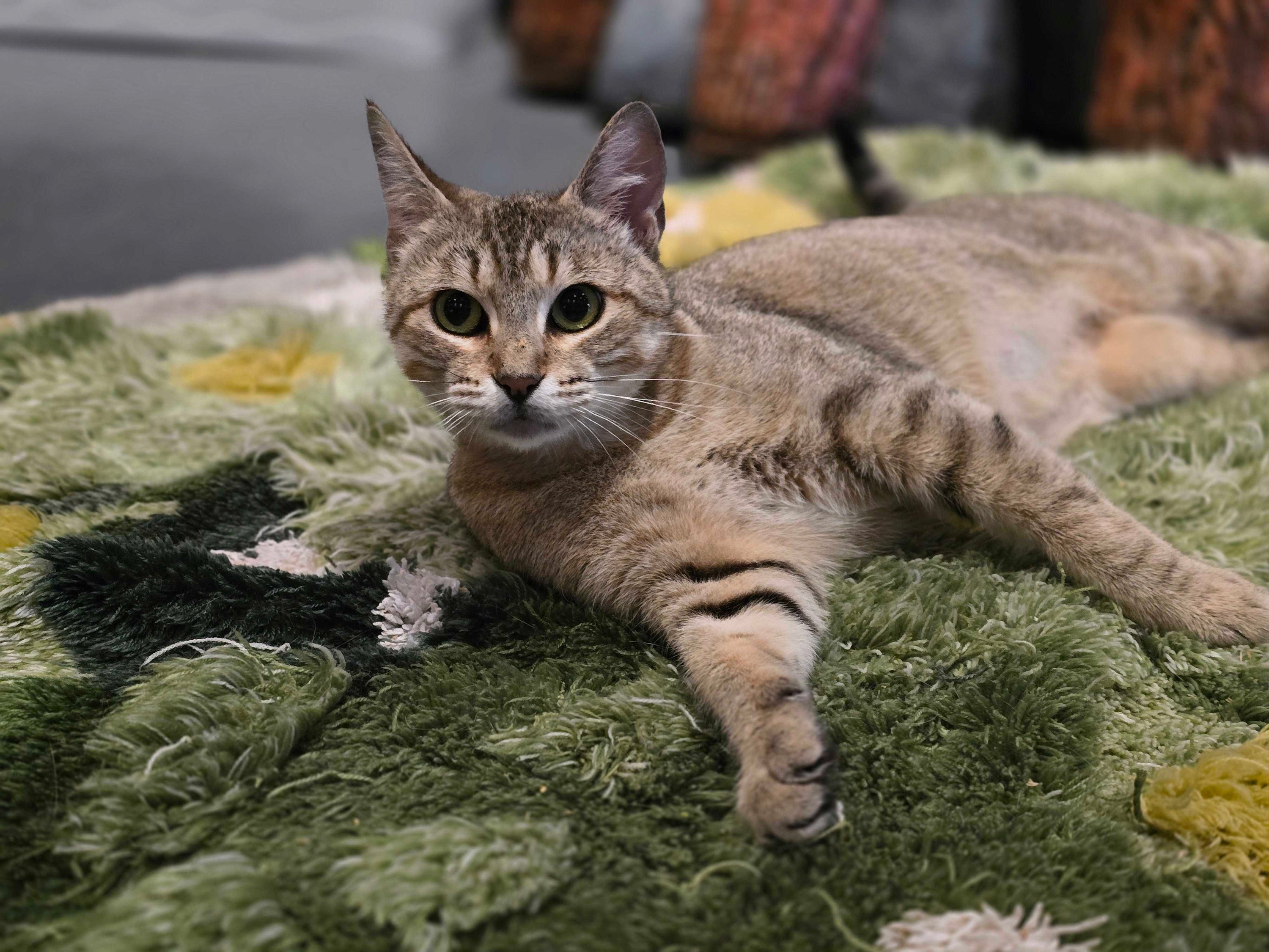 Support the Cats of Catoro Cafe