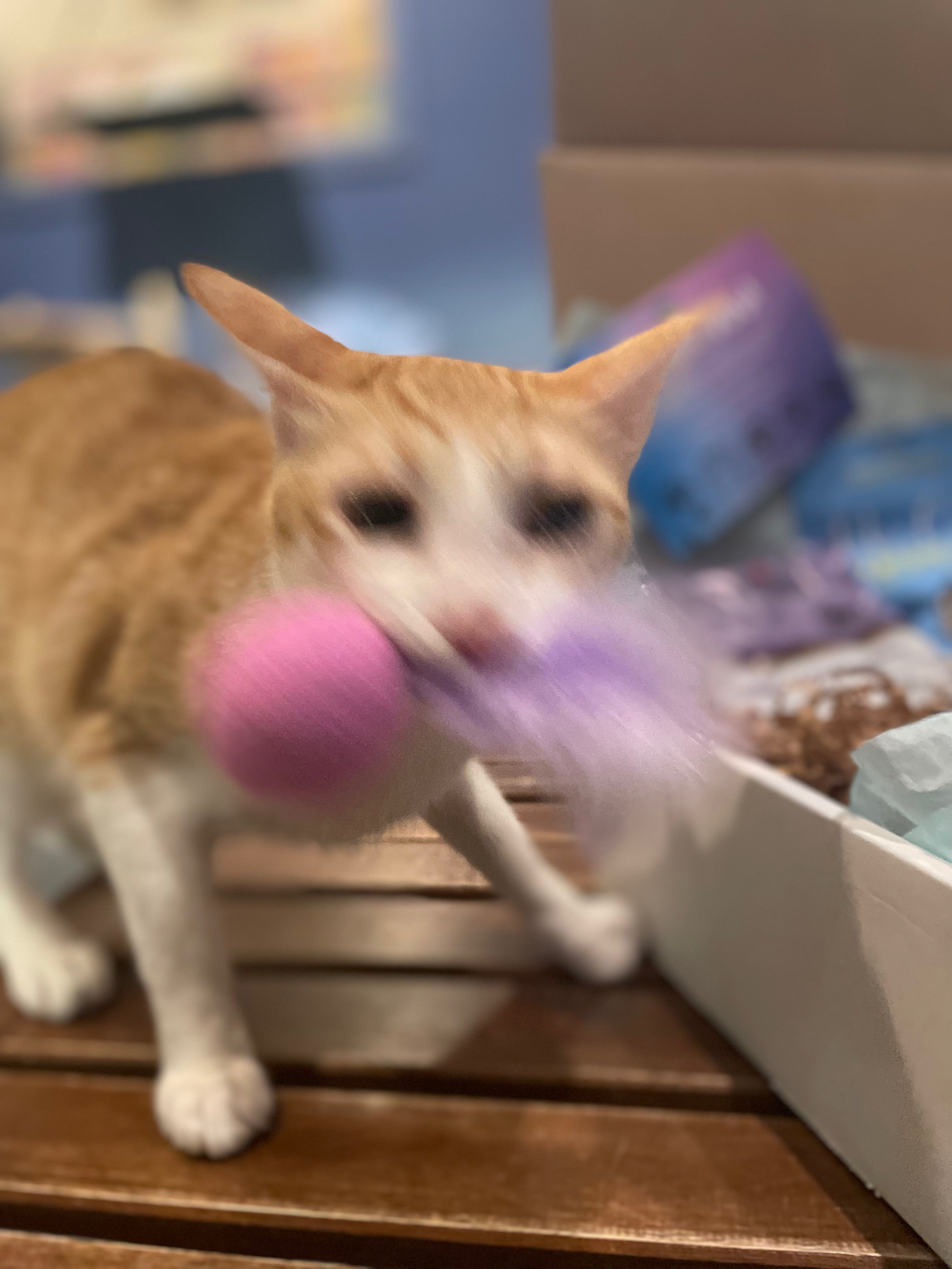 Catoro Cat Crate Canadian Subscription Box for CATS