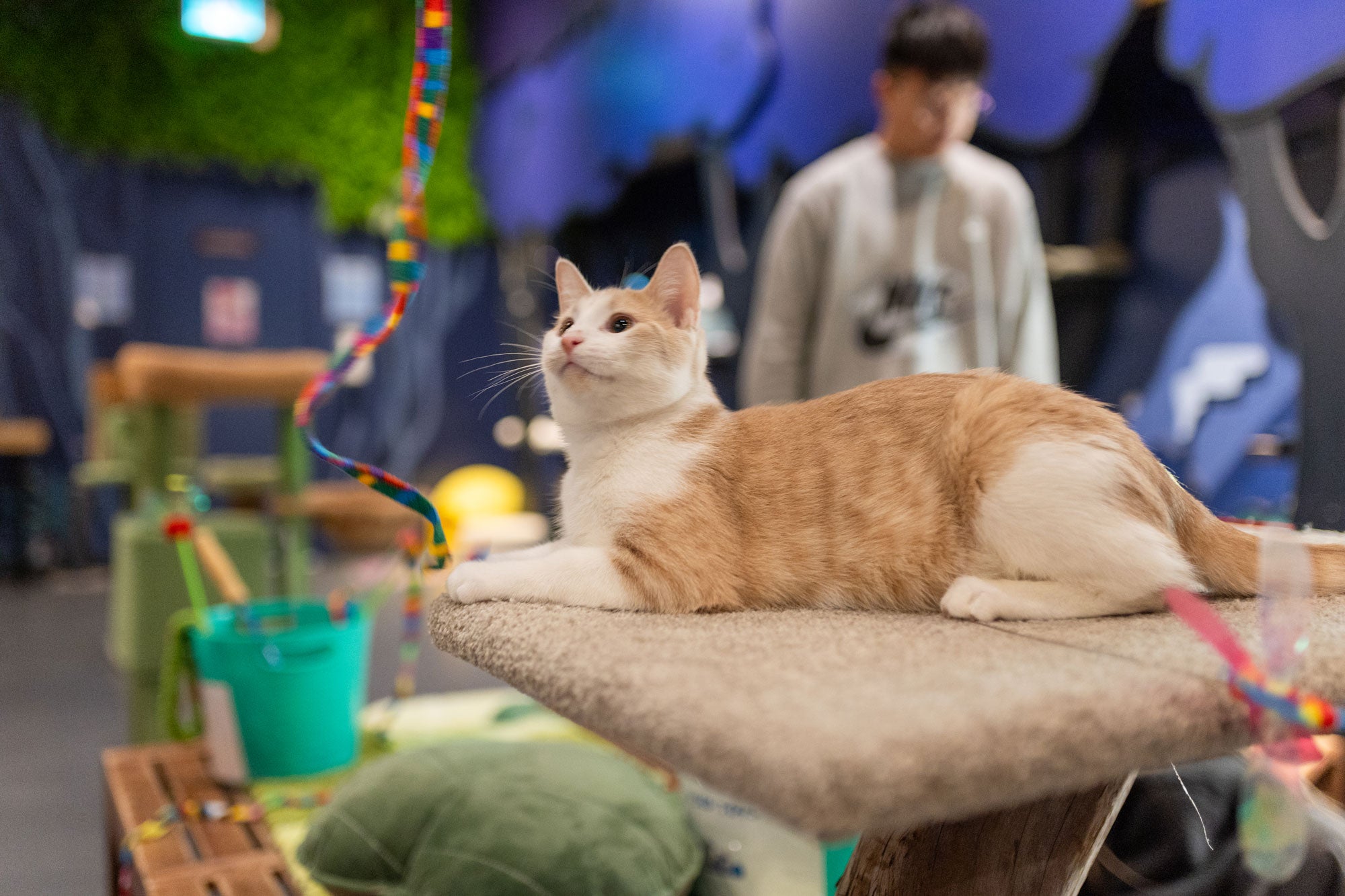 Catoro Pets Vancouver Cat Cafe Pet Store