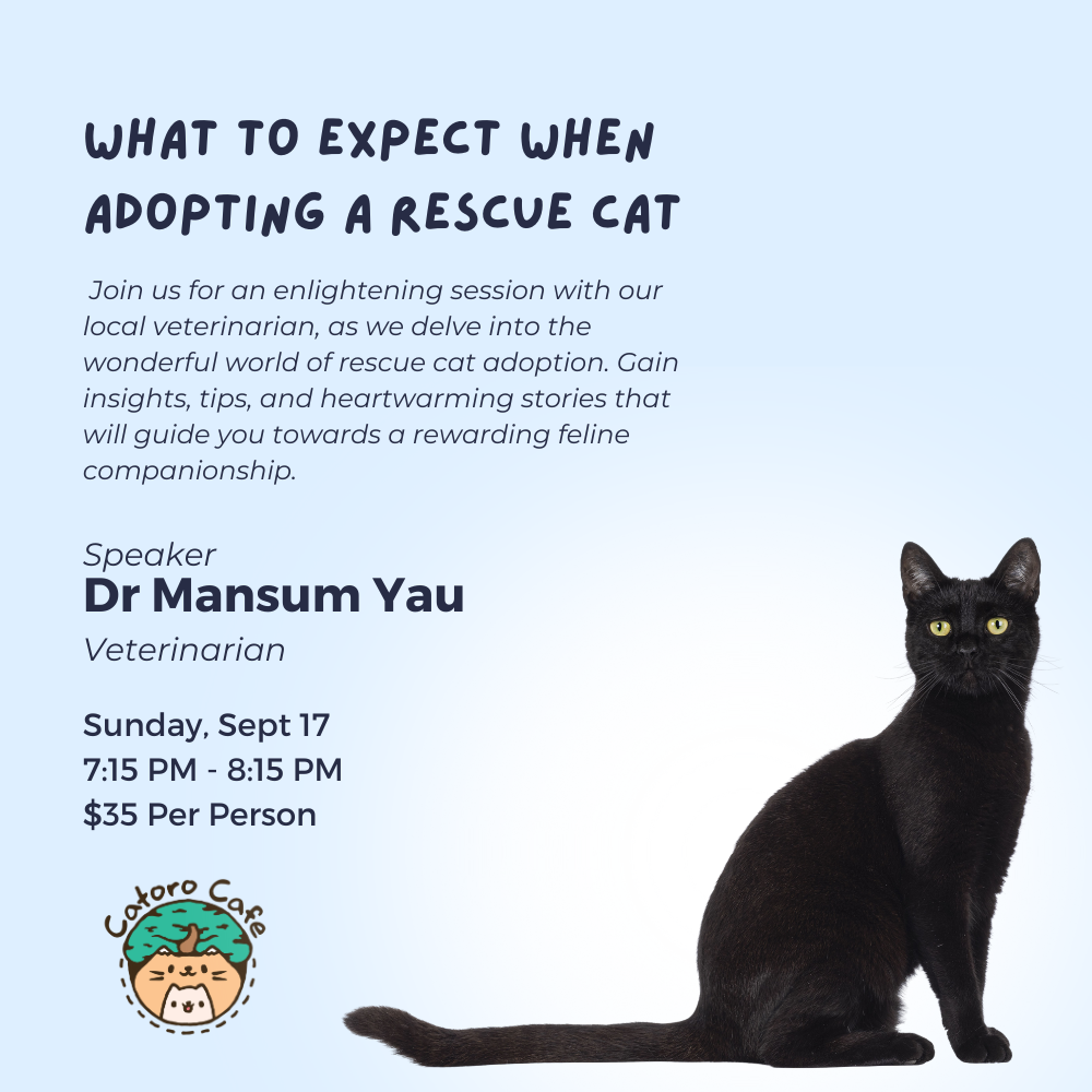 What to Expect When Adopting a Rescue Cat - Sept 17