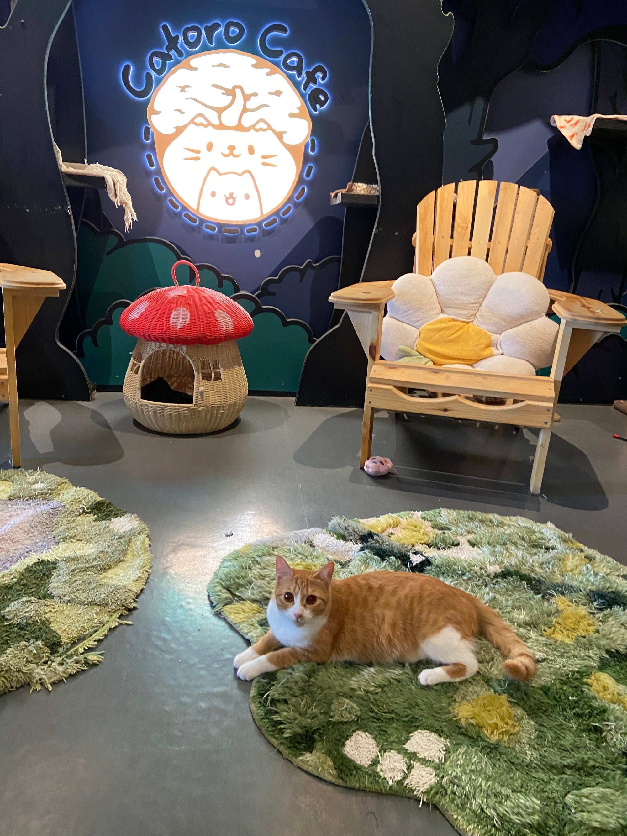 Support the Cats of Catoro Cafe