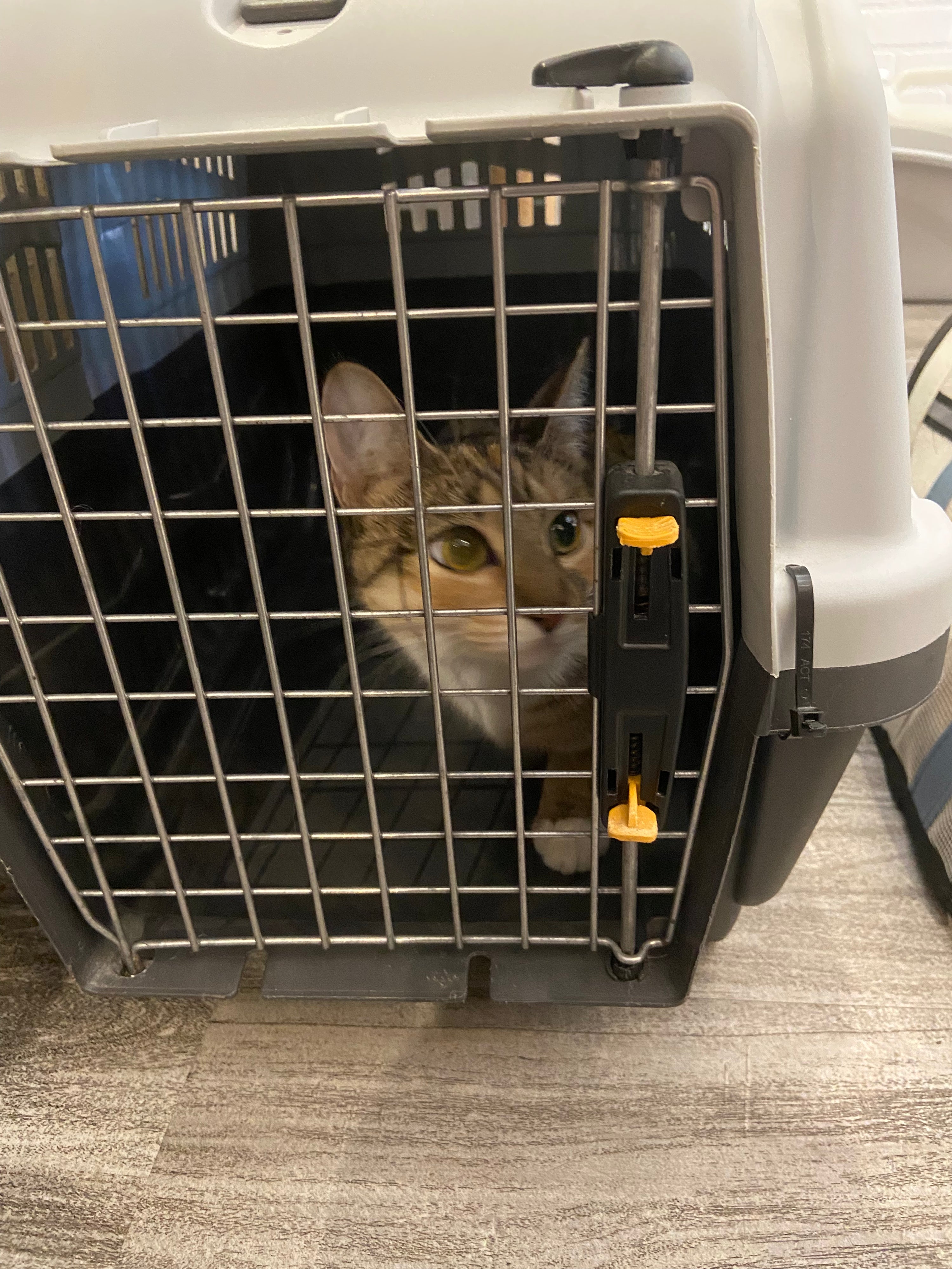 Help Maple & Her 4 Kittens