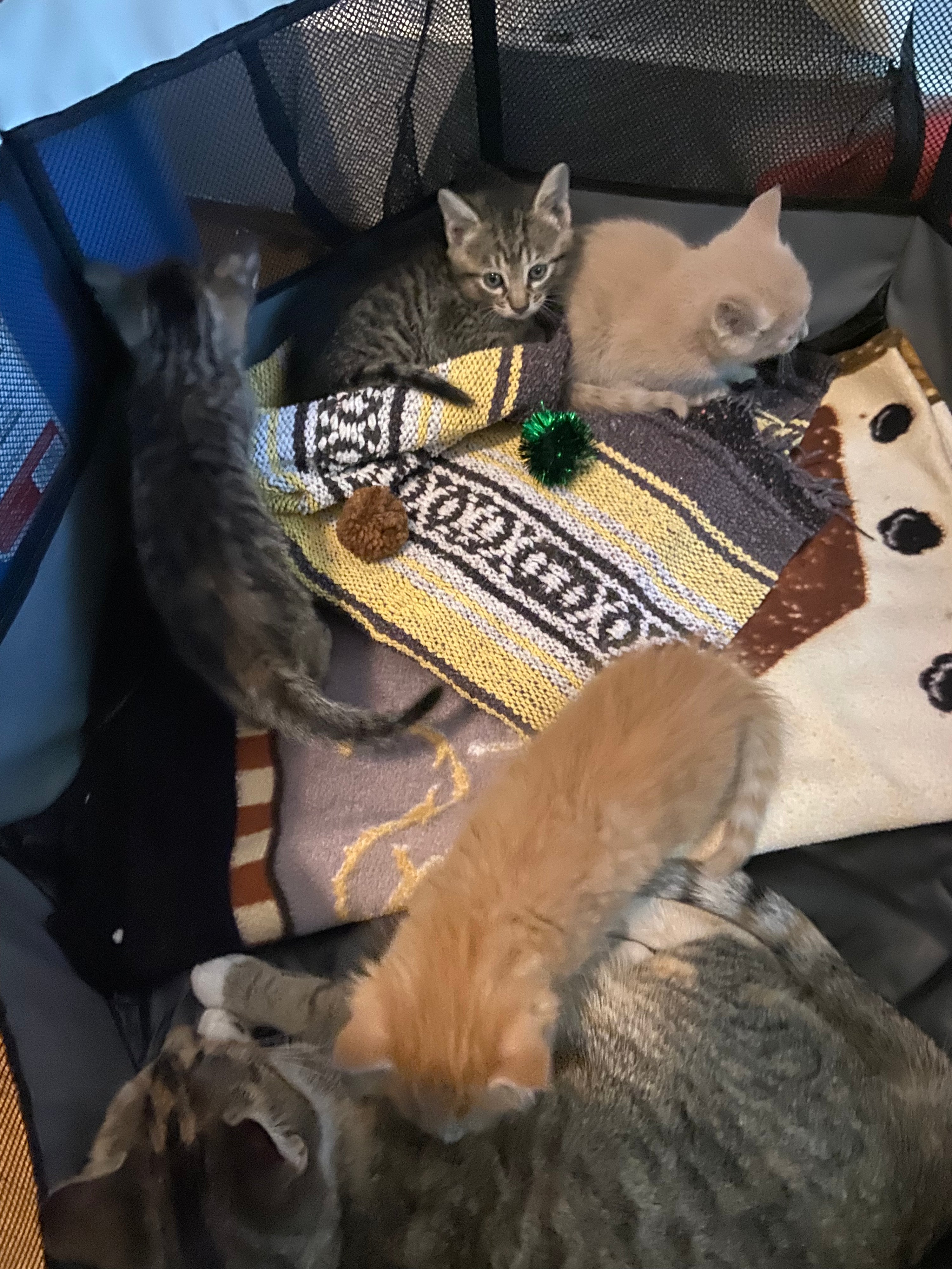 Help Maple & Her 4 Kittens