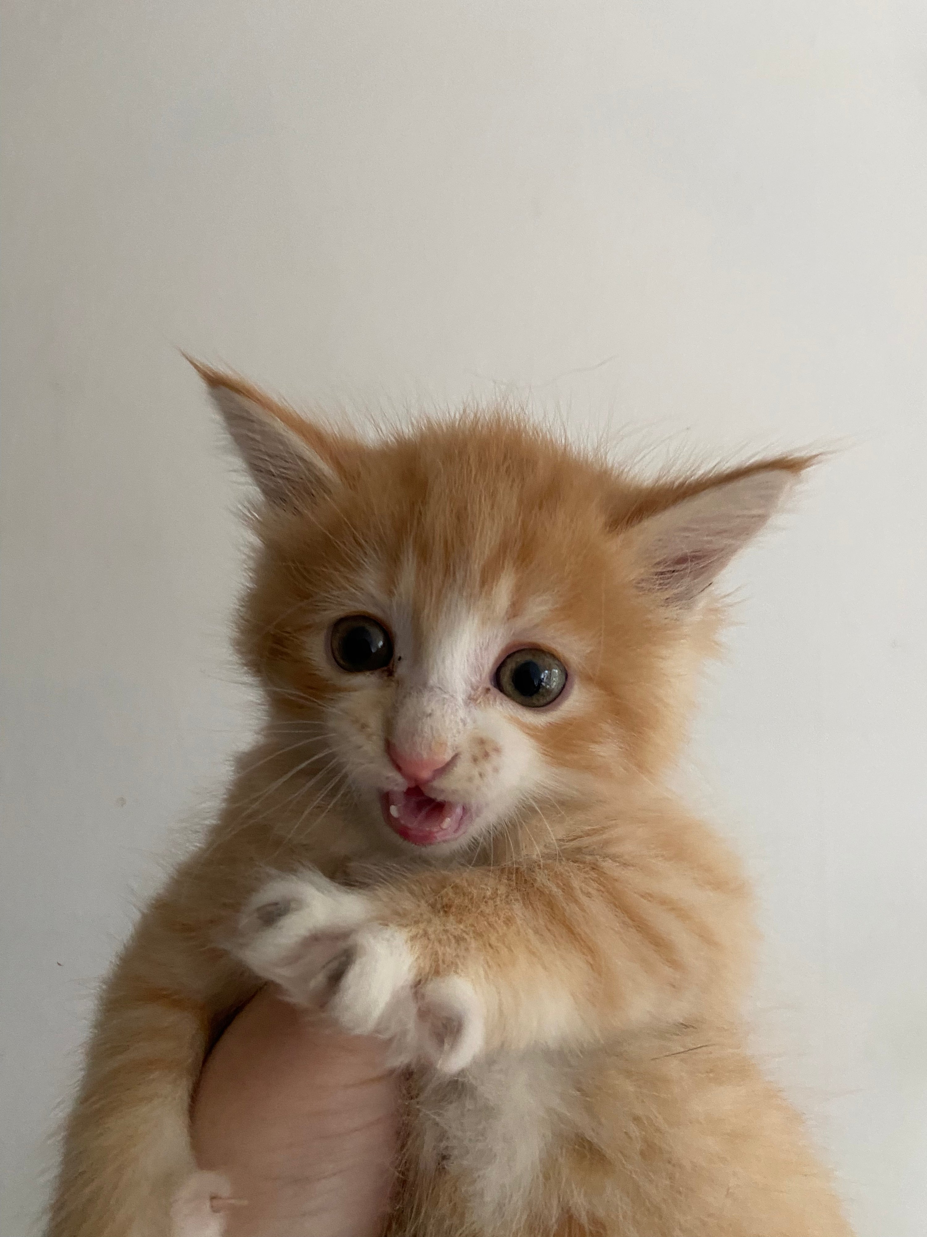 Help Maple & Her 4 Kittens
