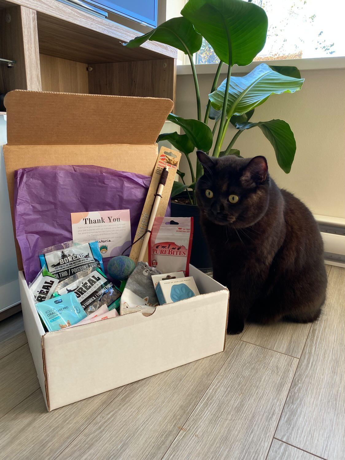 Cat subscription shop box canada