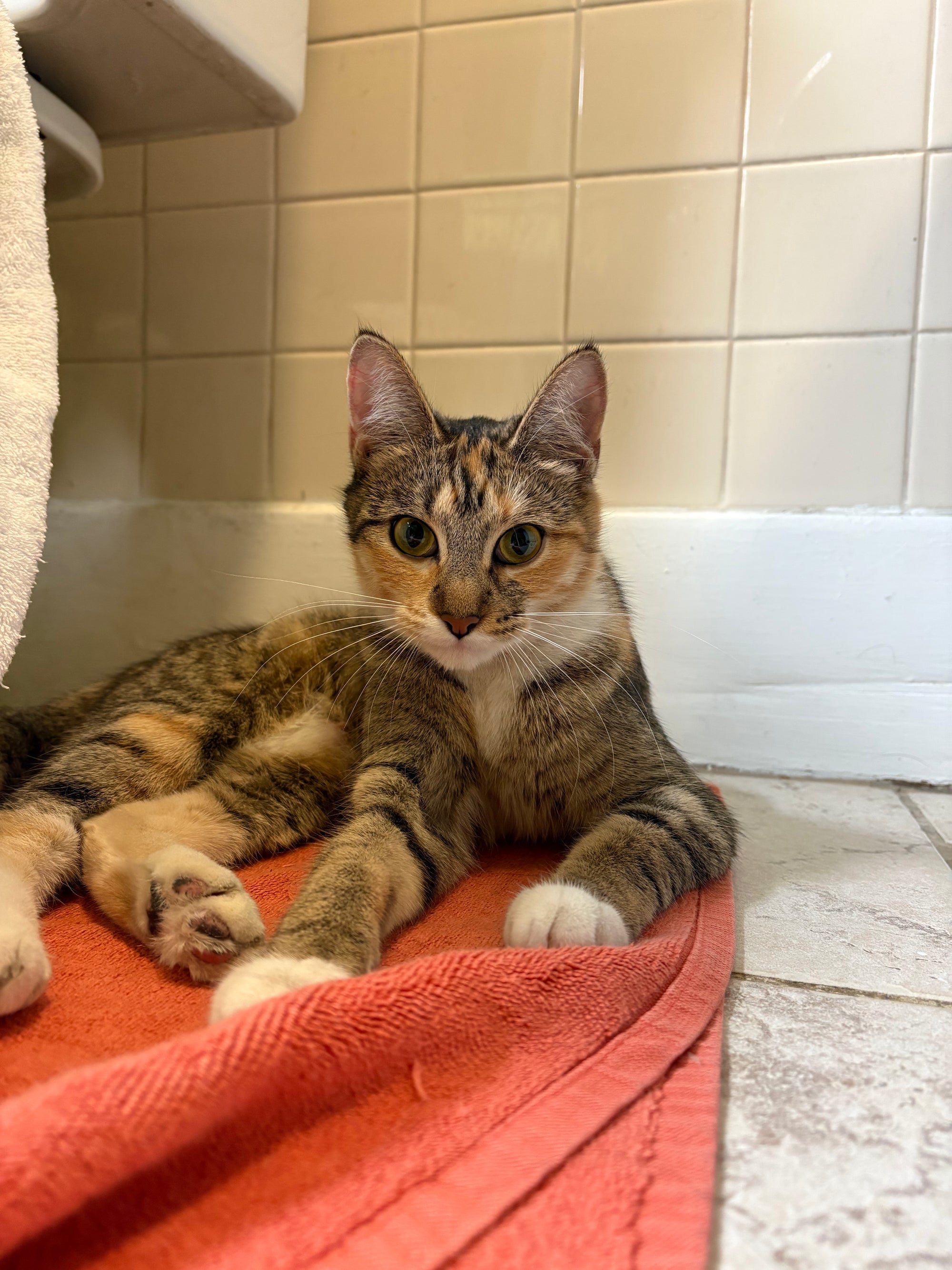 Help Maple & Her 4 Kittens