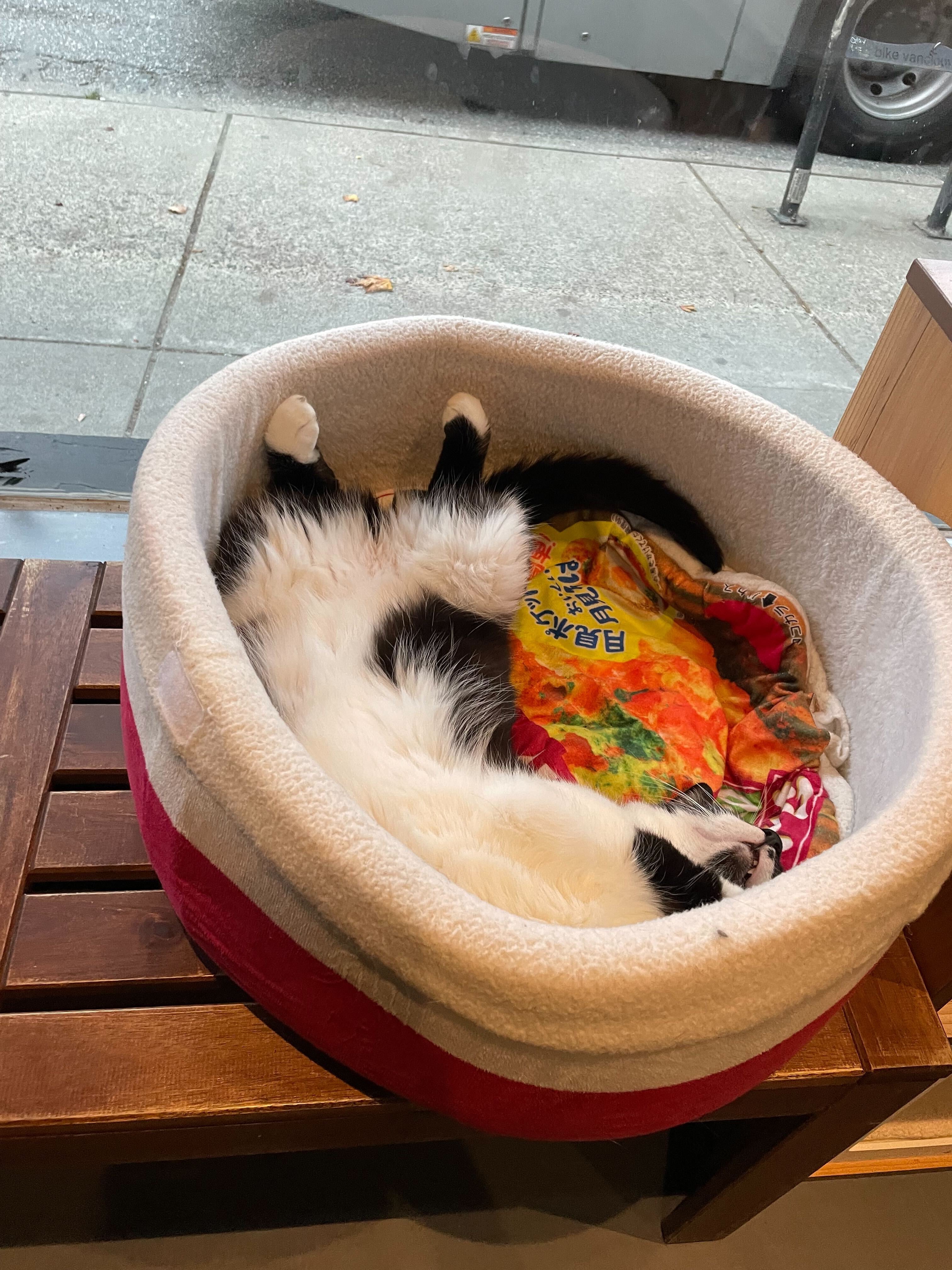 Cat clearance bowl bed