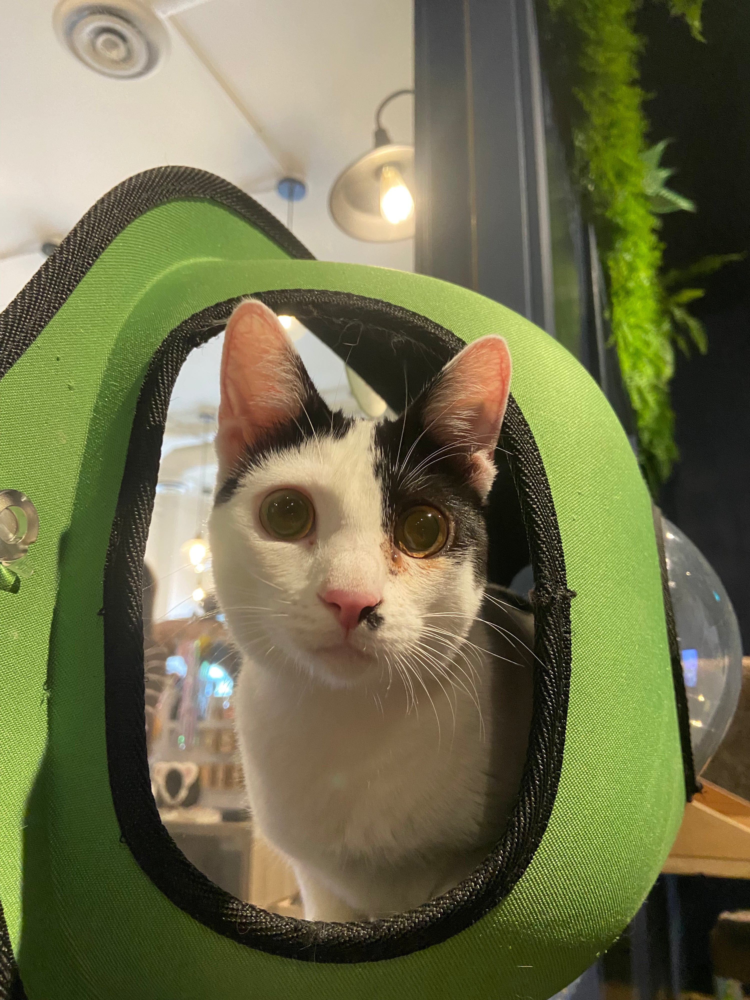 Support the Cats of Catoro Cafe