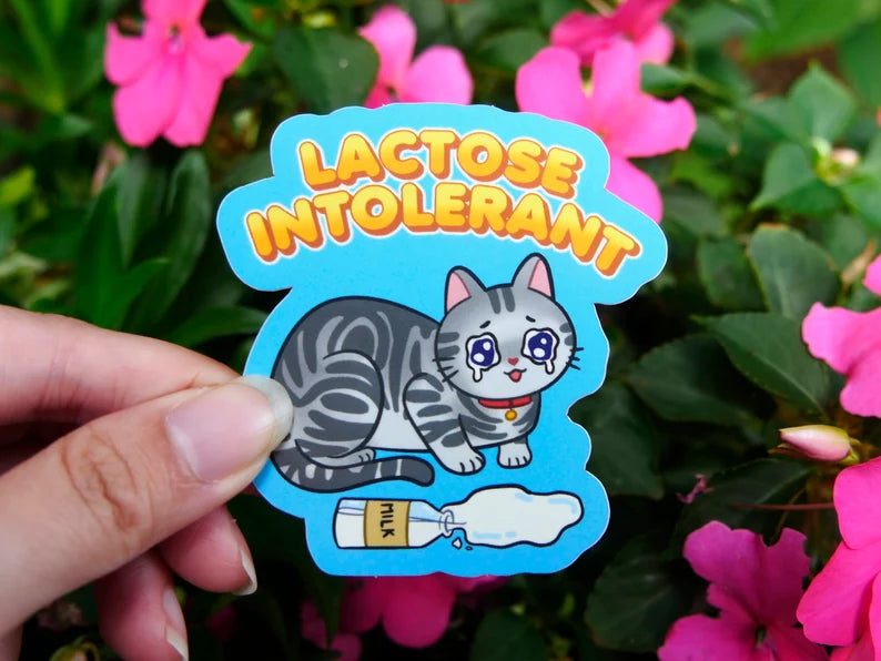 Lactose Intolerant Cat Sticker