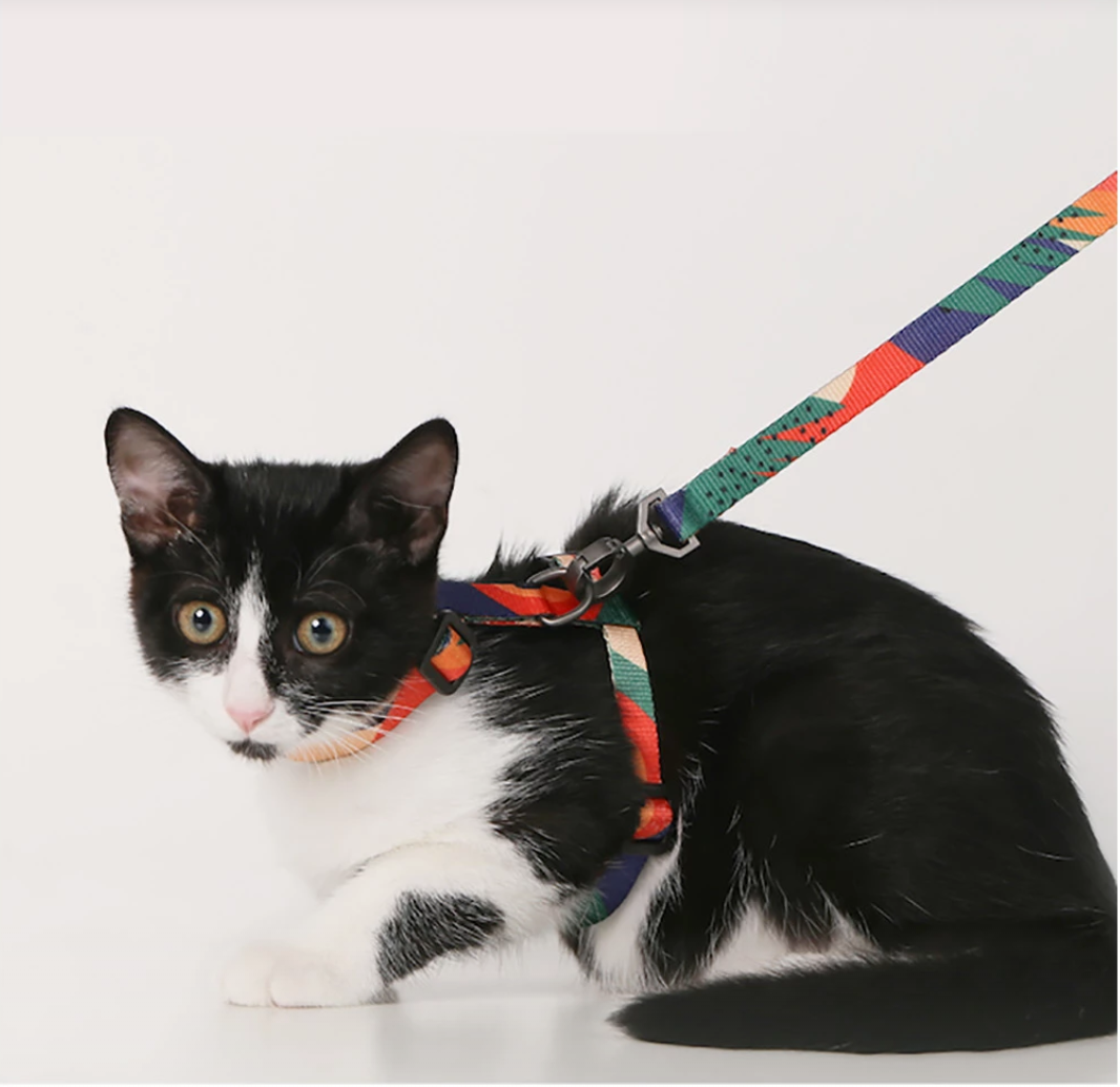 Cat Leash - Harness & Leash Set - Catoro