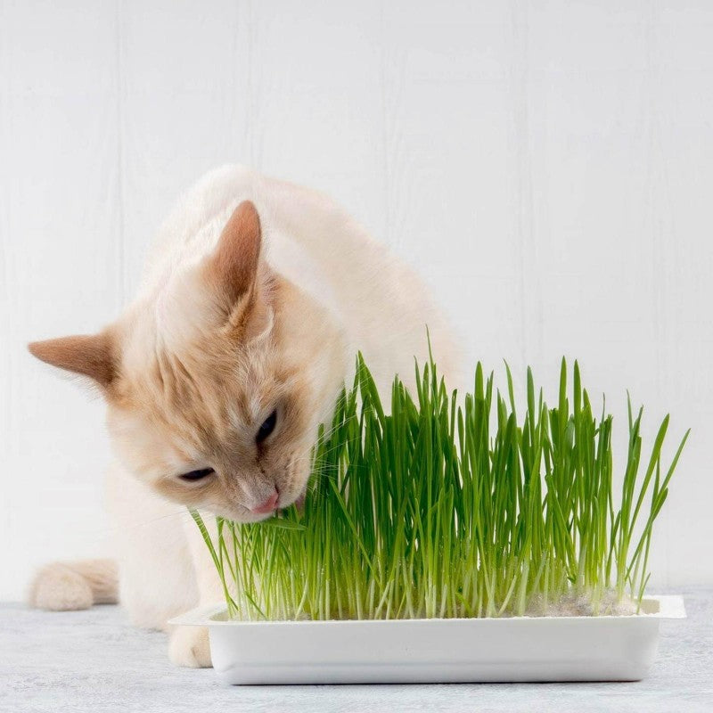 Giggle Grass Oat Cat Grass Seeds 125 gm